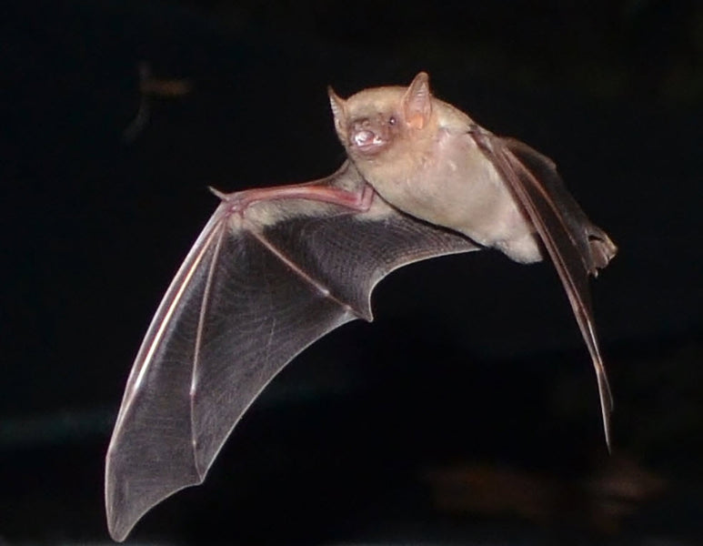 NatureTats Nature Commitment: Austin Bat Refuge