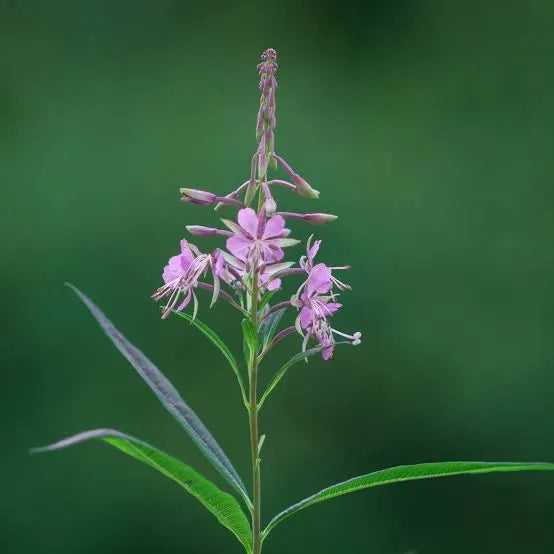 Where Fireweed Is Native...