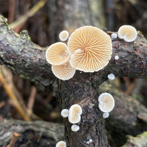 Patch of mushrooms