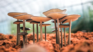 Patch of mushrooms