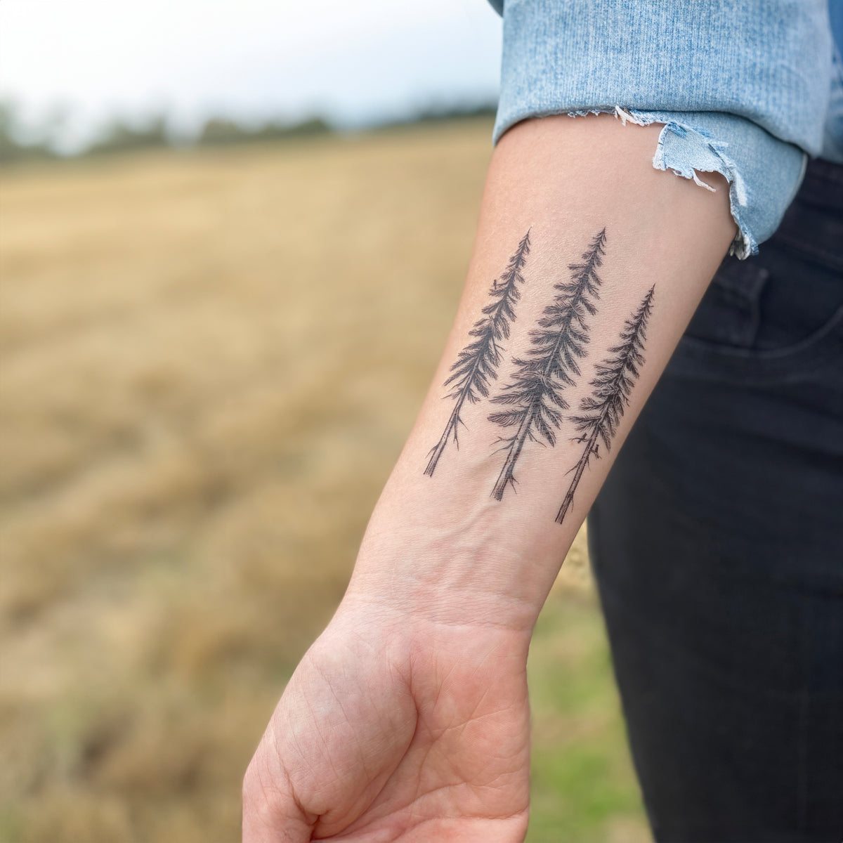 The Peace of Pine Trees: A Quiet Escape Into Nature