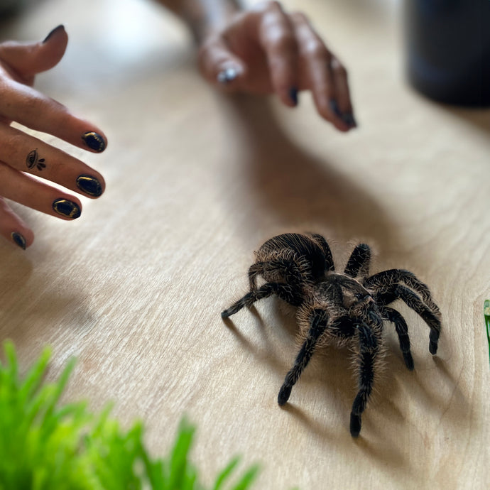 Embrace the Enigma: The Story Behind Our Tarantula Temporary Tattoo